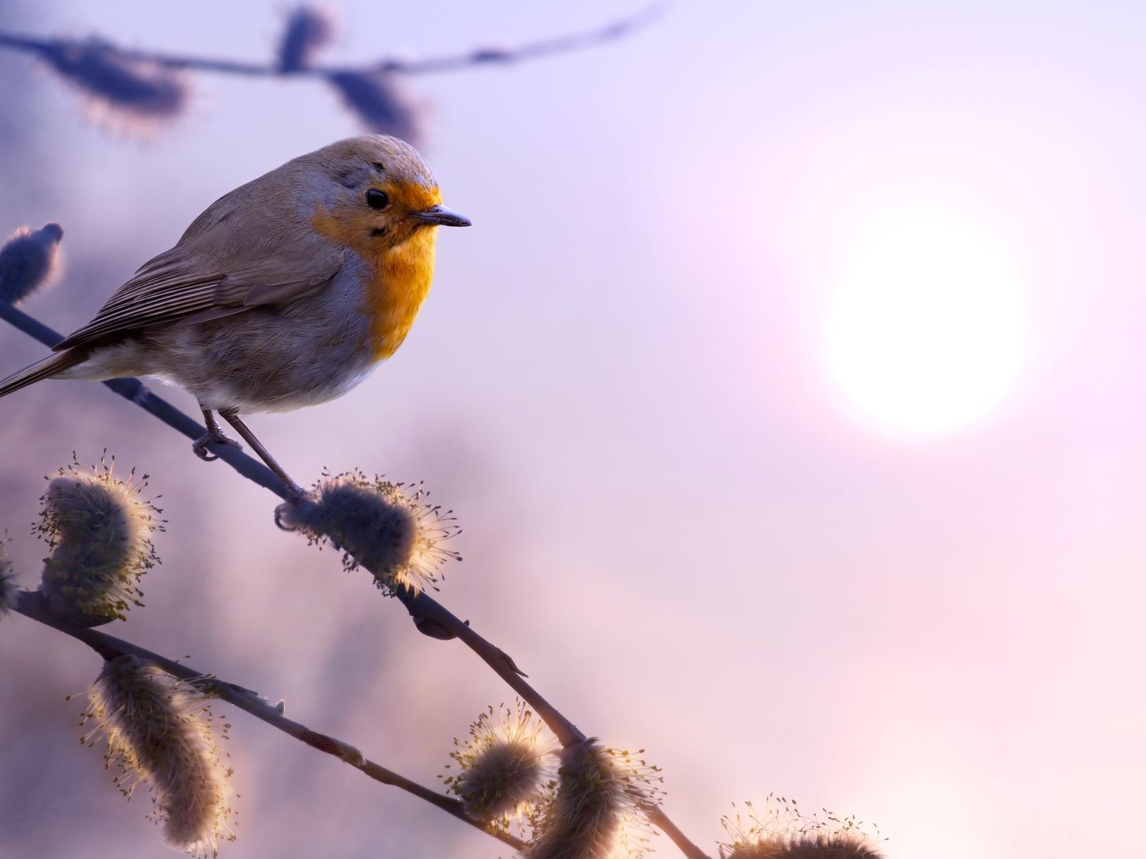 Onze Kleine Wildernis