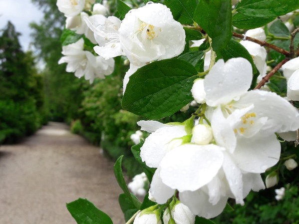 Bloemen Op Nut En Genoegen – Kopie