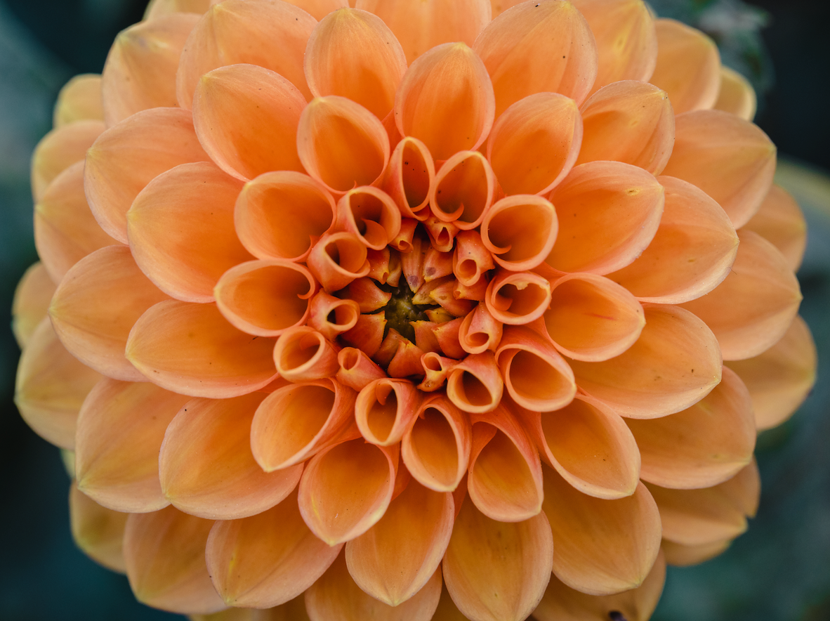 Dahlia Website